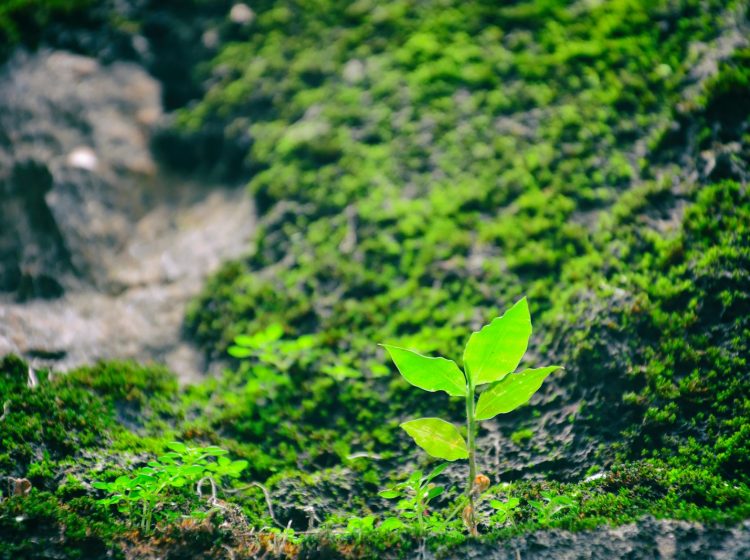green leafed plant on grassfield